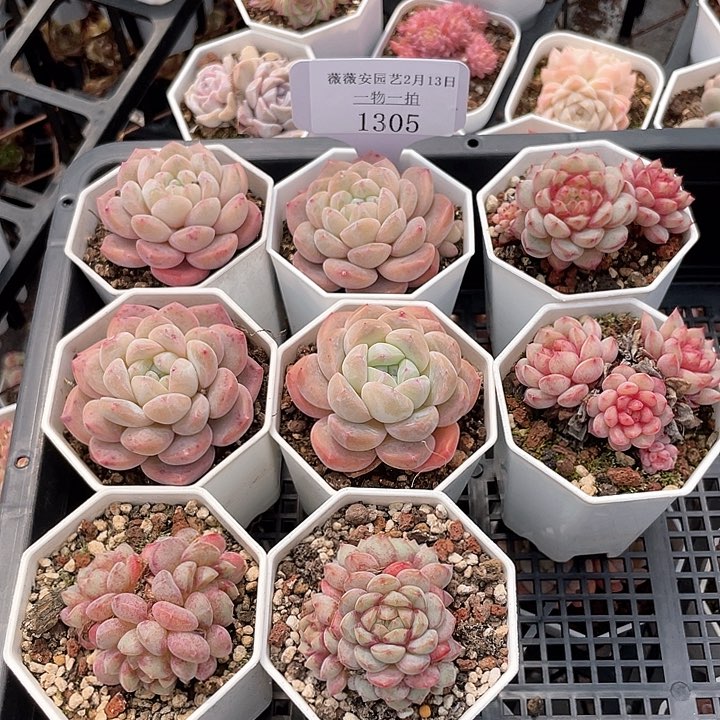 薇薇安园艺多肉1305
