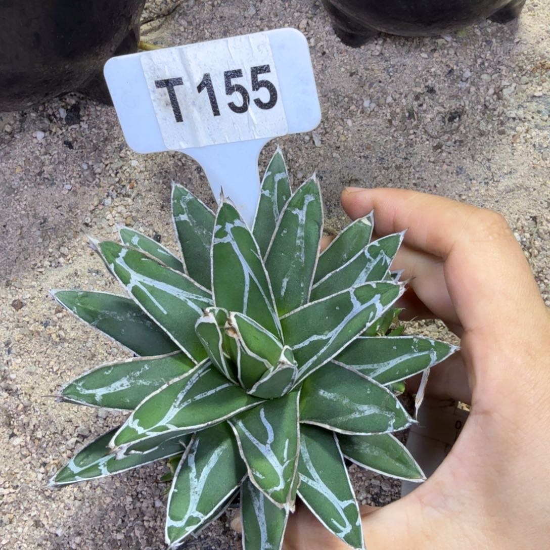 福利屉之雪脱土发