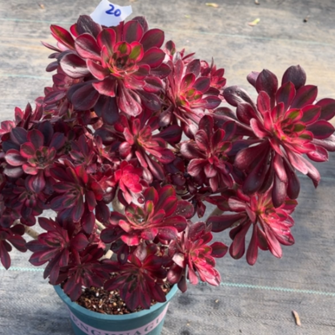 【闪购商品】20香奈儿多肉法师