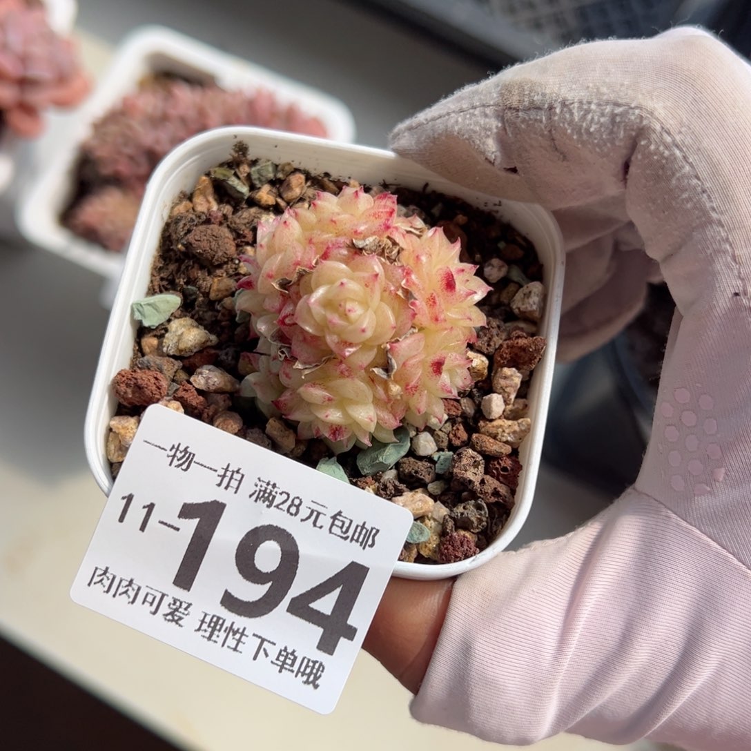 小脸麦多肉多肉多肉多肉