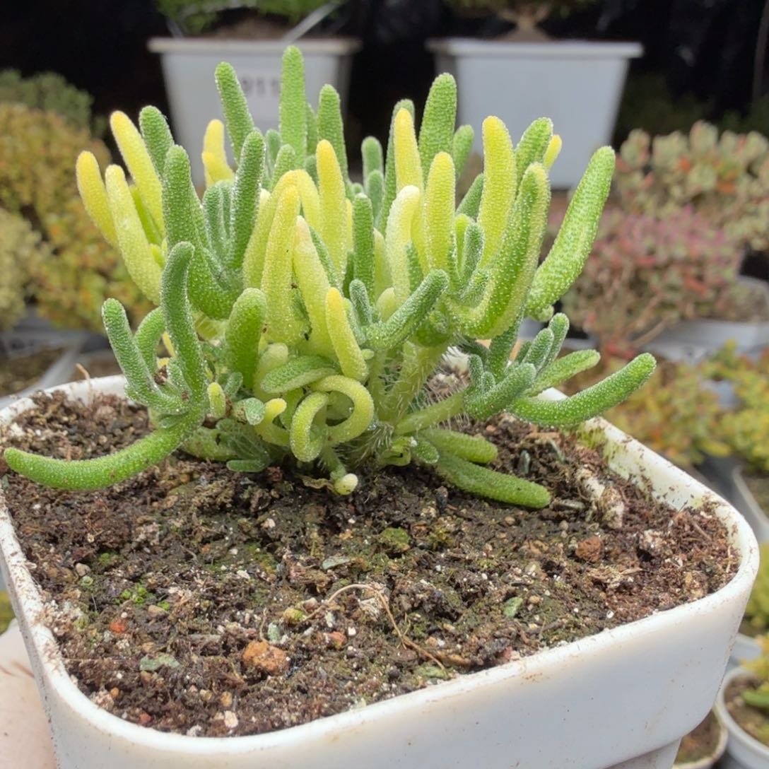 A546荧光兔阴阳拉丝锦