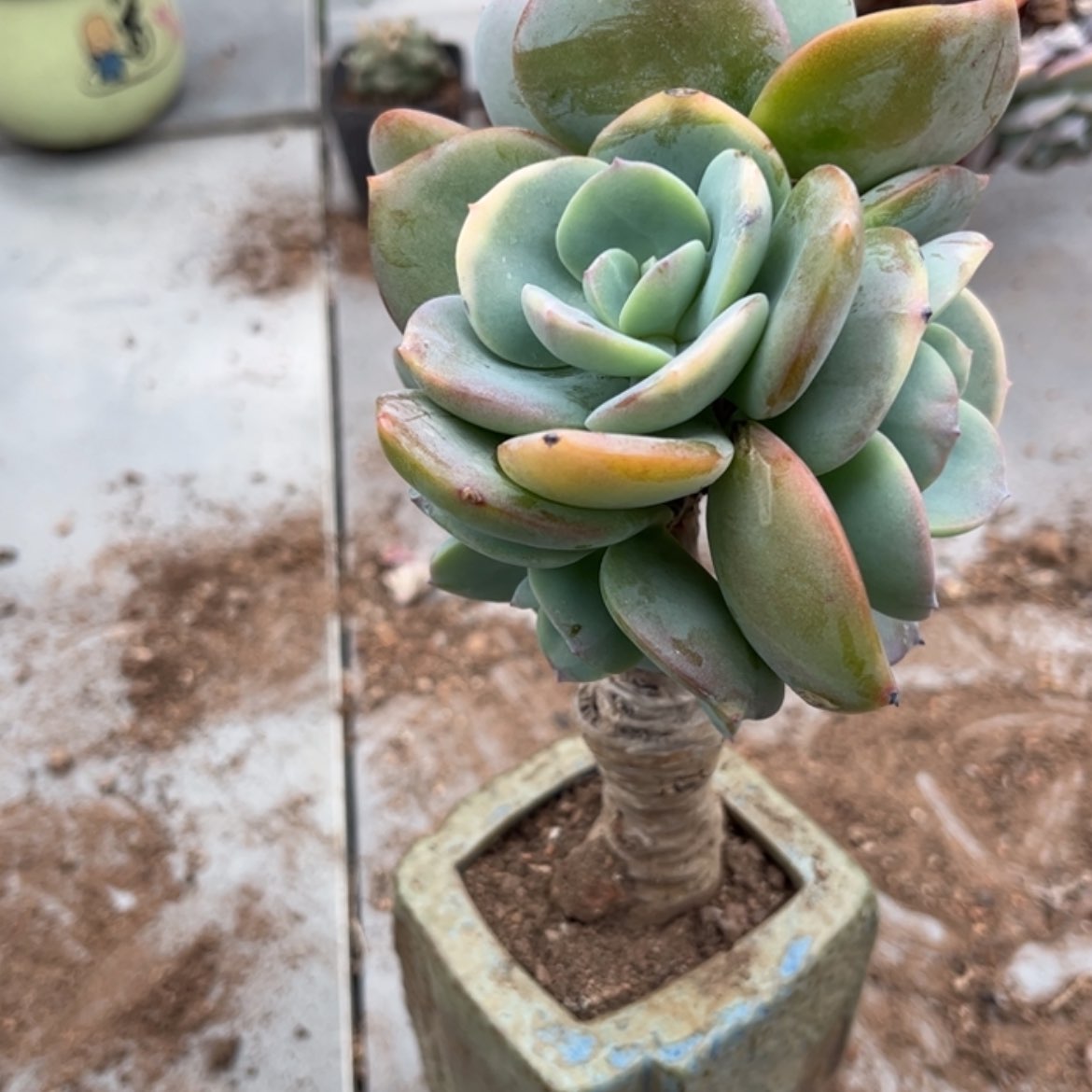 【闪购商品】无花朵卖****?