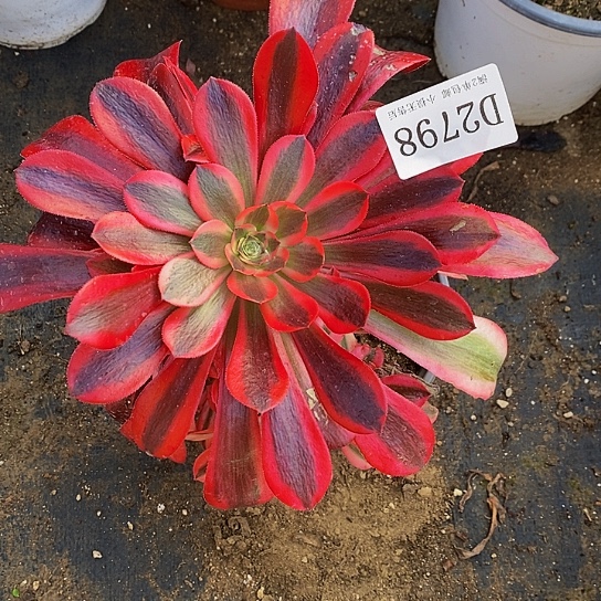 2798美杜莎多肉法师锦