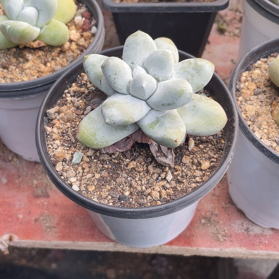 晨溪园艺仙女杯呀