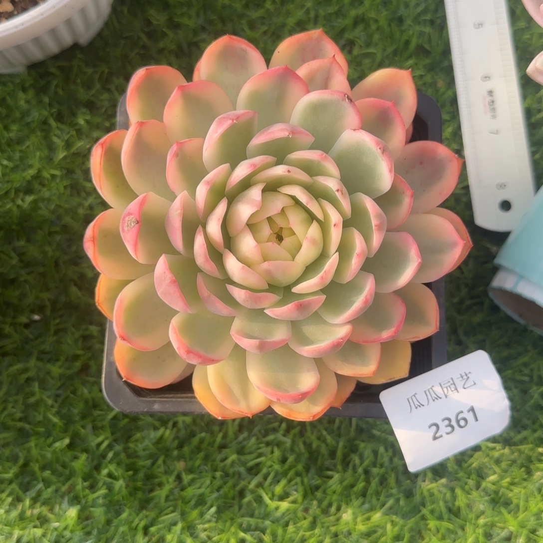 2361韩水晶锦多肉植物的