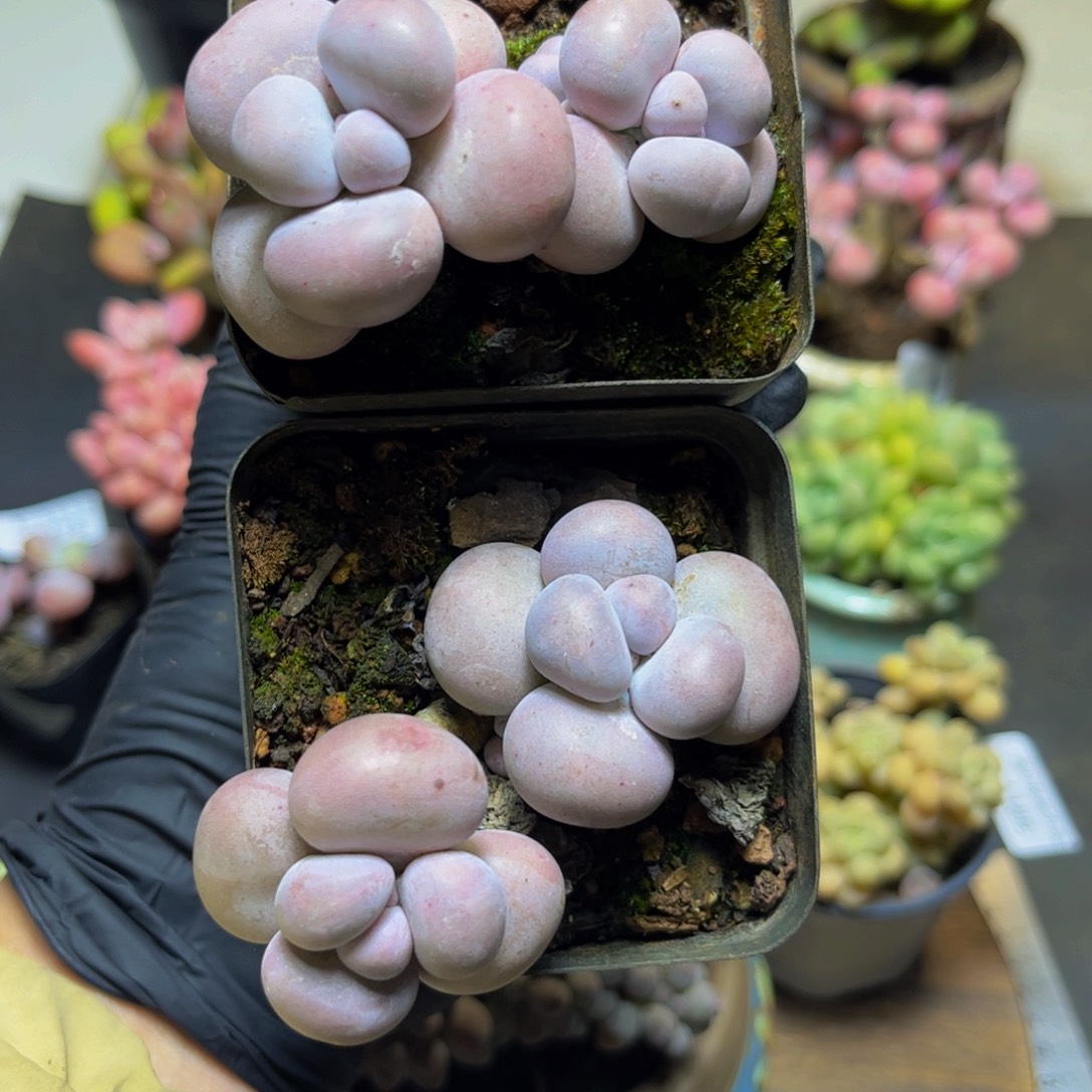 一***虫193芭比奶酪2颗多肉植物