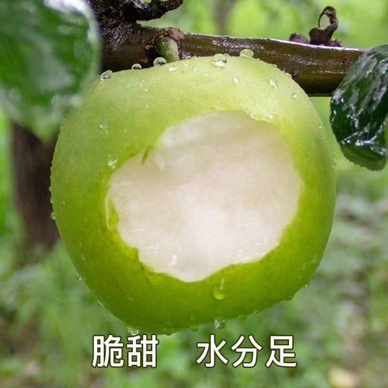 现摘现发新鲜青皮蜜梨脆甜多汁当季水果砀山皇冠梨