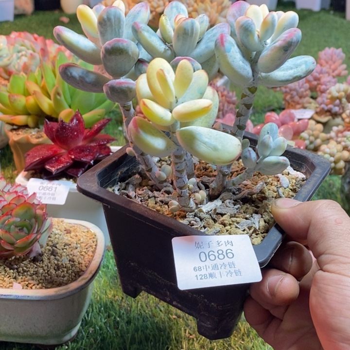 曹***胖0686啊啊啊啊啊啊啊啊啊啊