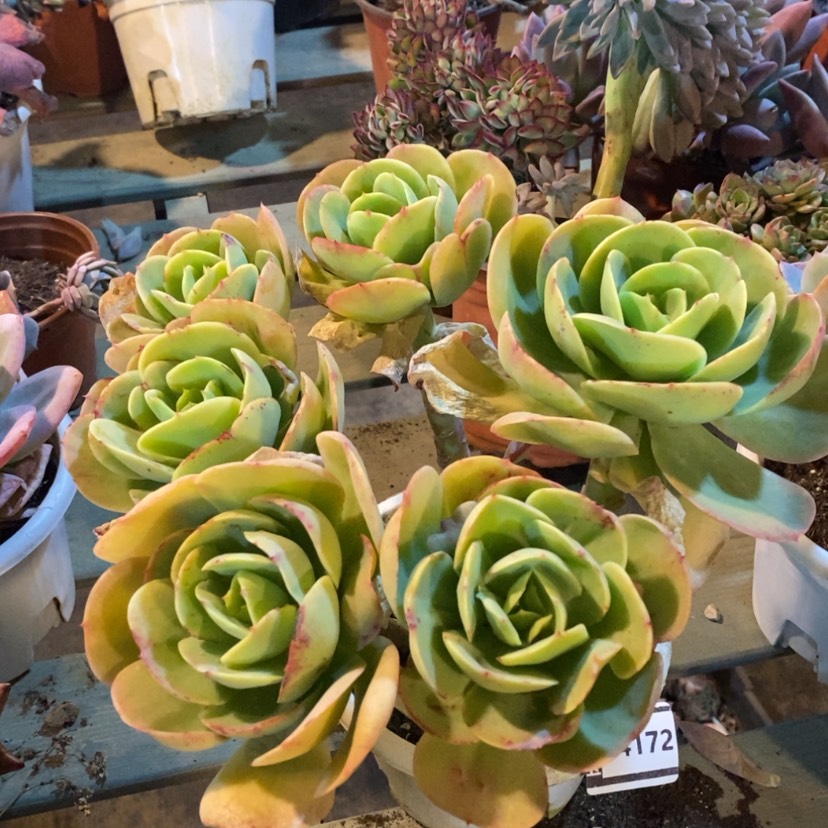 【闪购商品】碧桃14172