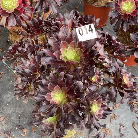 花纳多肉植物法师不包损