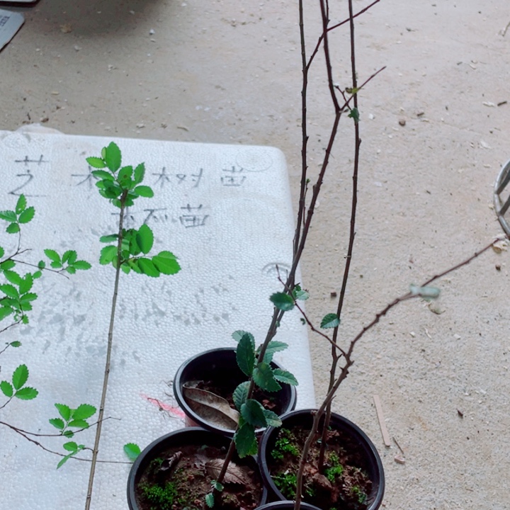 缄***思无花朵附图片来源