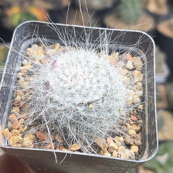 长毛雪猿玉翁实生球4公分