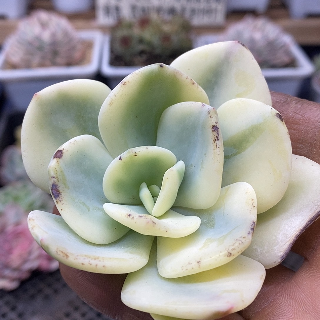 13148 白月光覆轮锦头盖