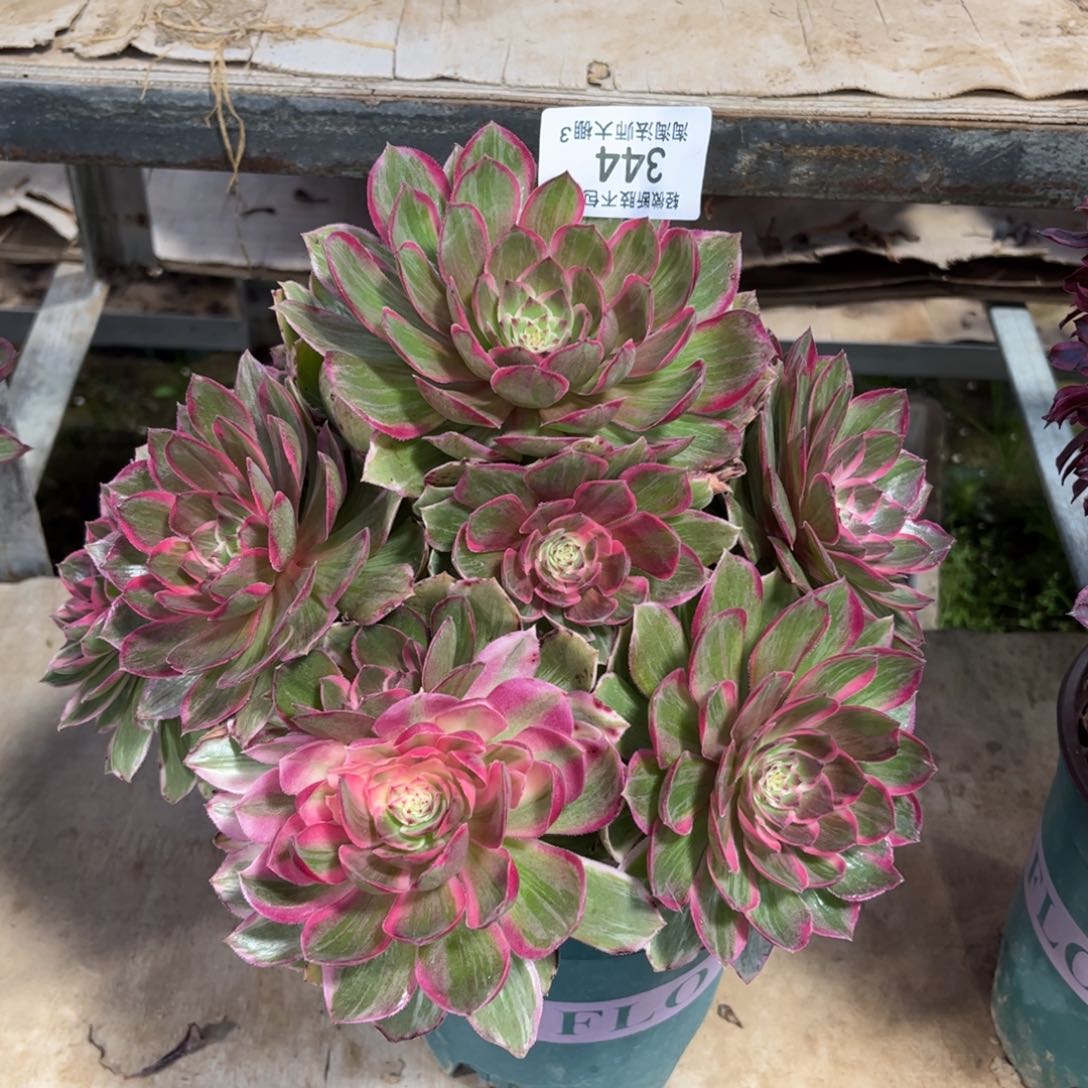 344莲花座多肉植物法师