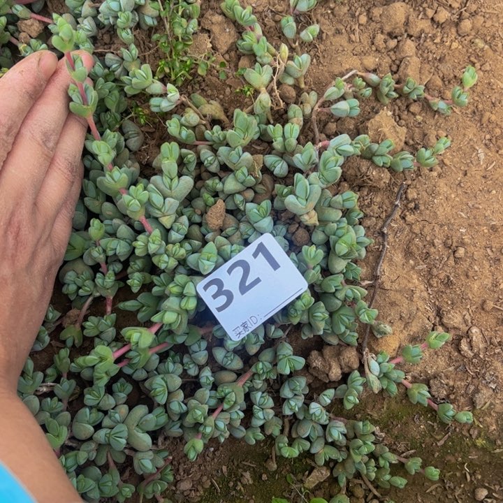 碧玉莲多肉植物321