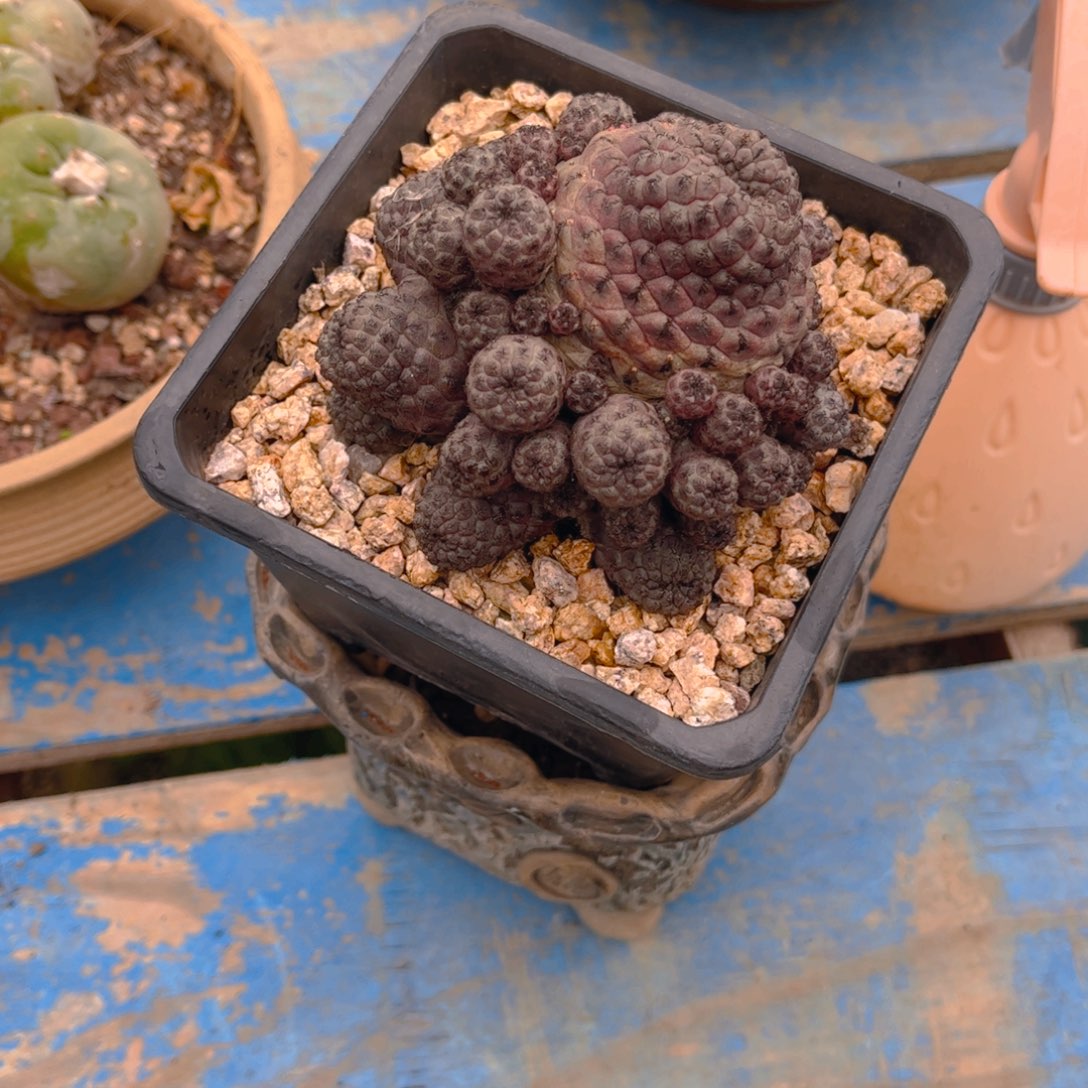 半**年多肉8888888888