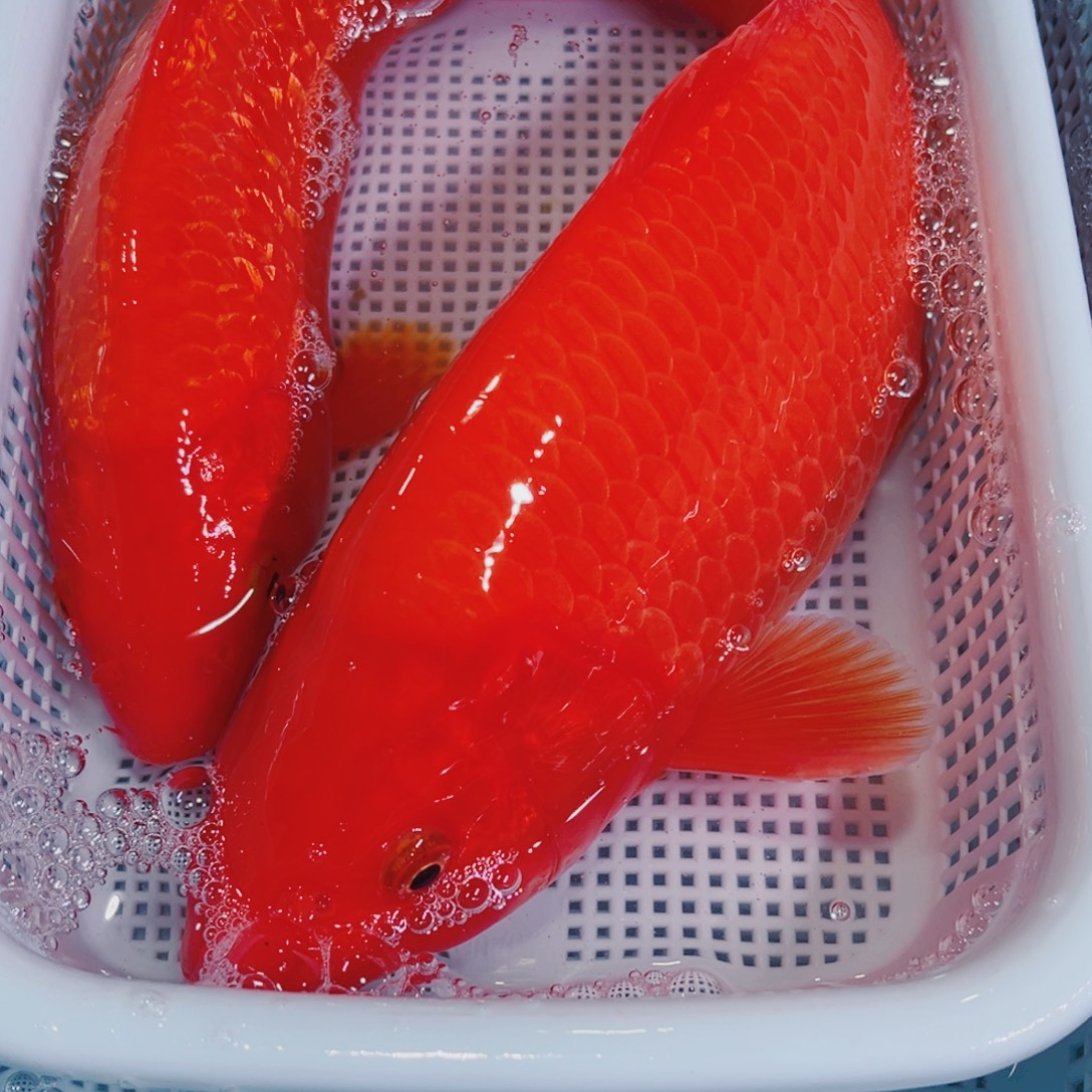 锦鲤锦鲤冷水鱼观赏