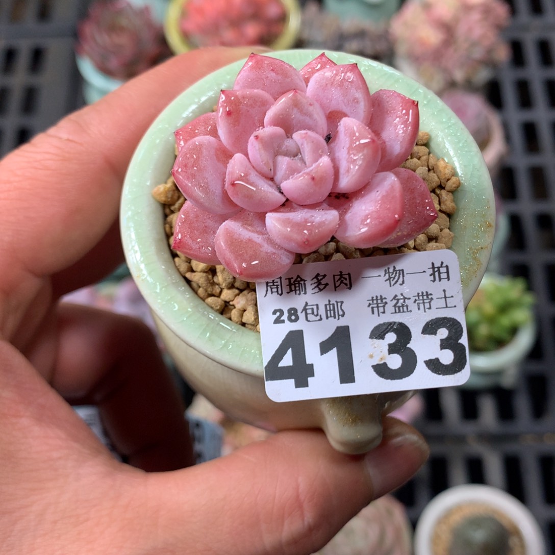 精控多肉植物4133