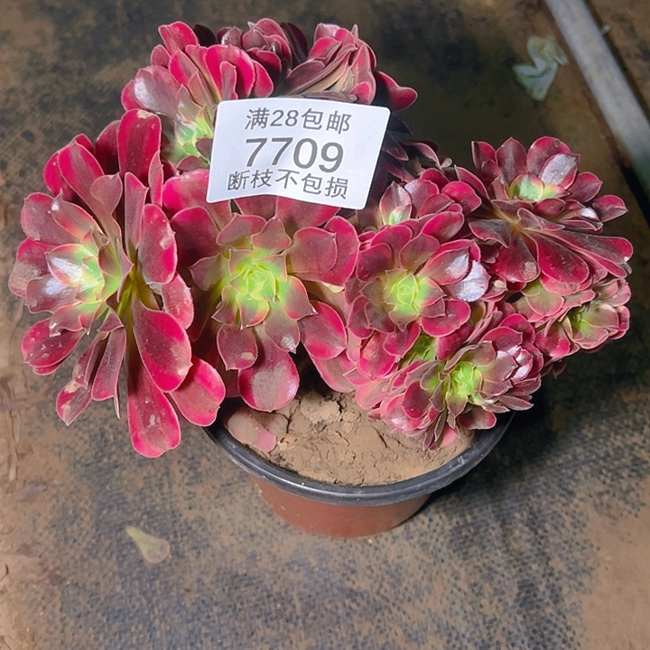 7709美杜莎缀多肉植物