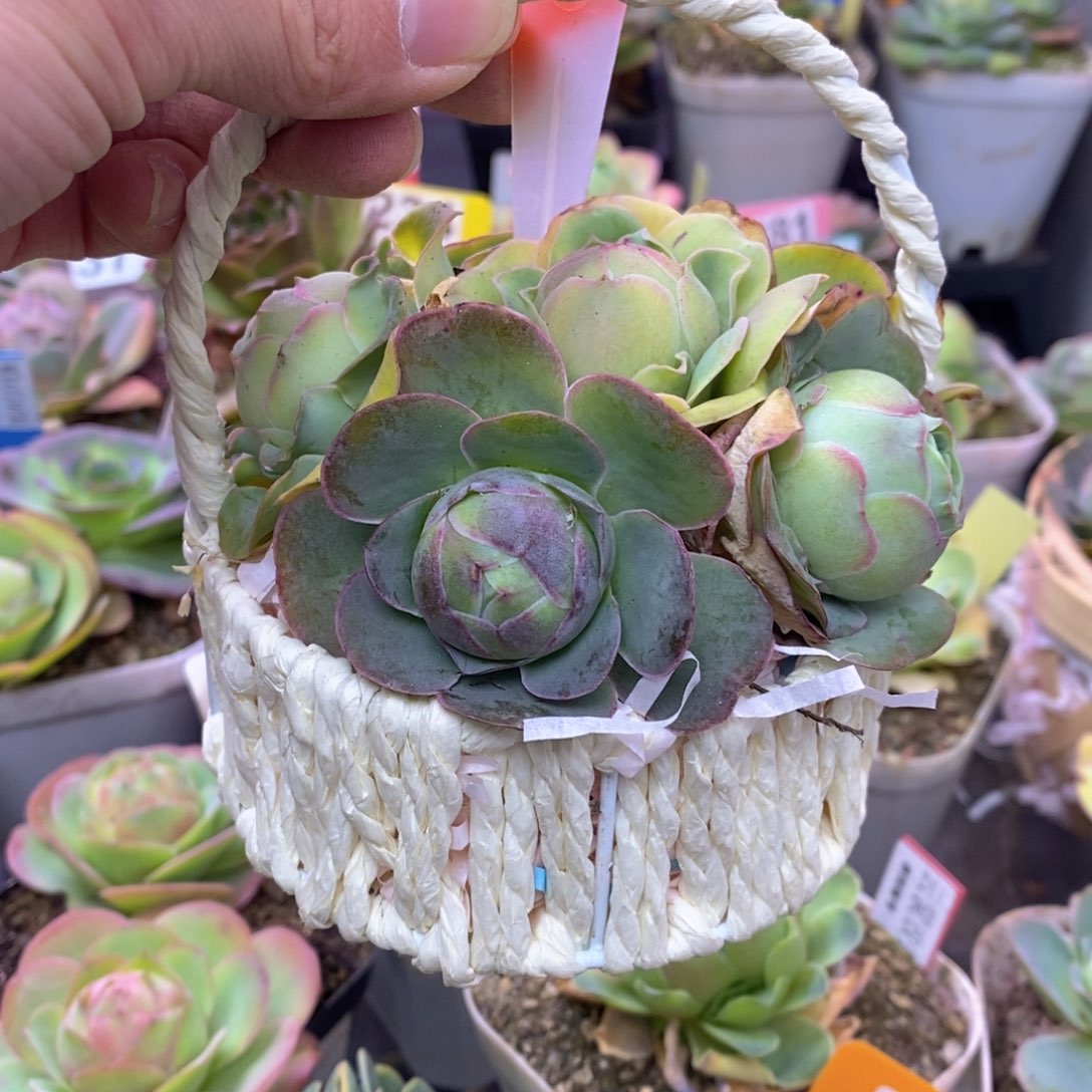 红陶一物一拍花篮214号