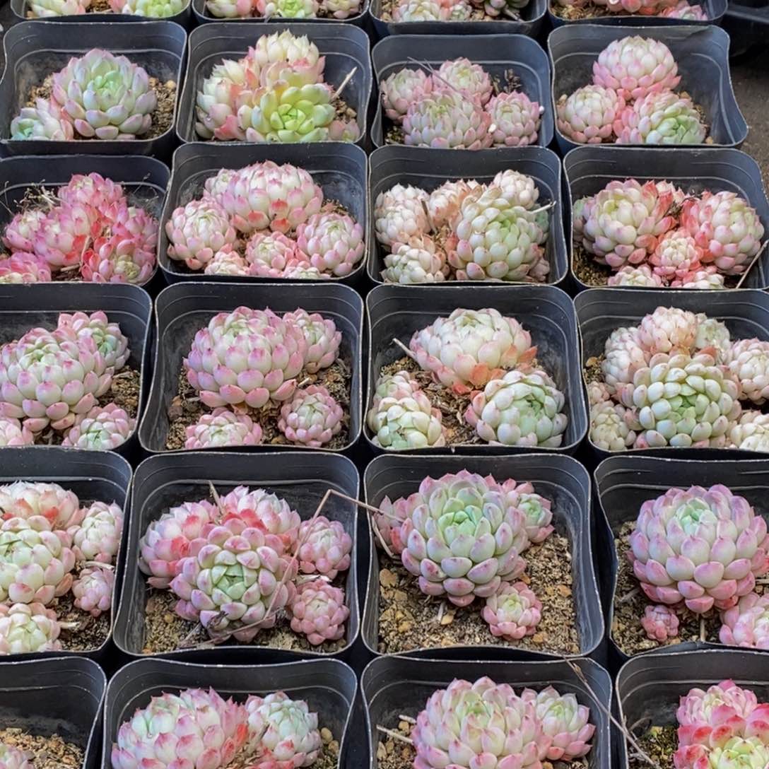 386多人在一起的时候就