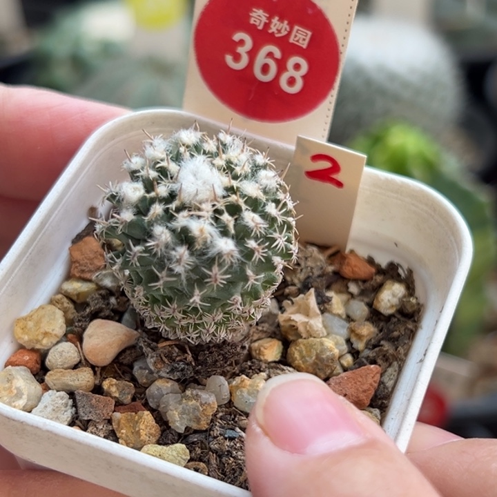 实生雪顶海胆娇丽2.3cm