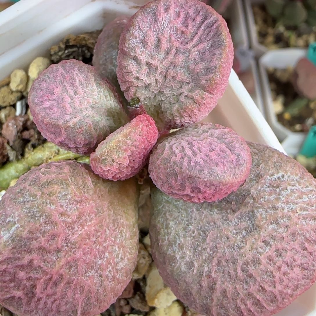 无花朵实生编号013母本