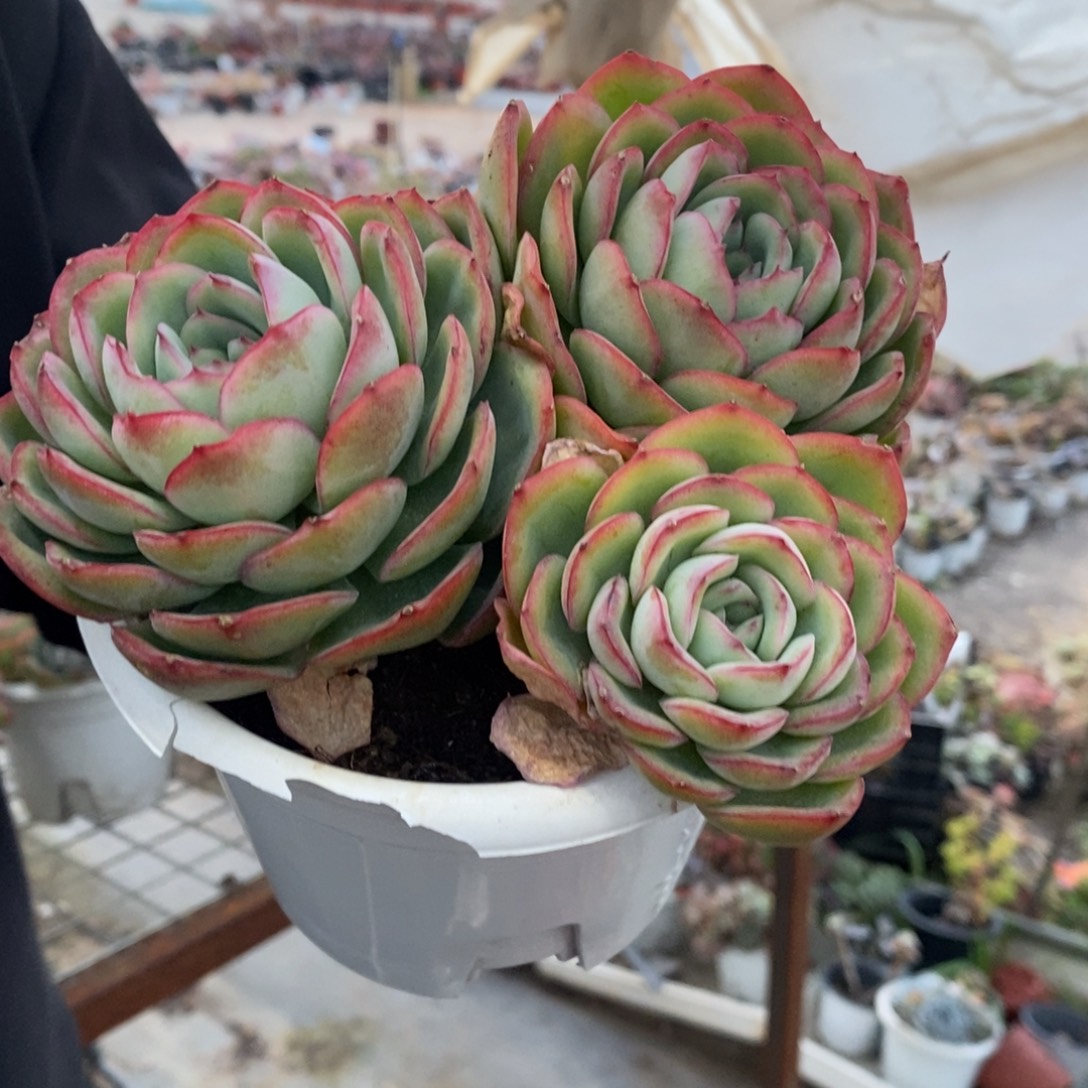 晨露三大头起发整桩