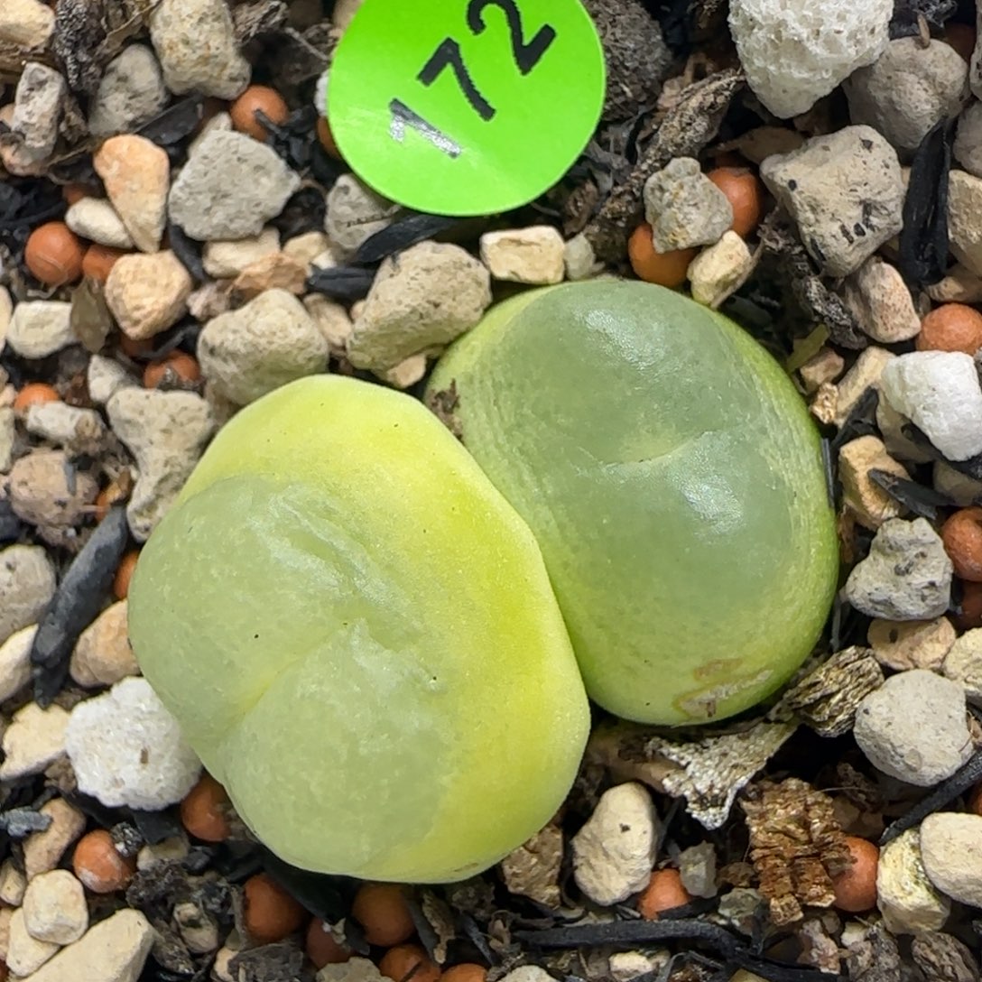 双头拉登1.8-9瑕疵多肉172