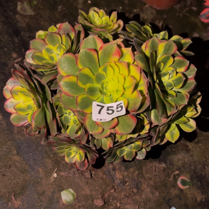 755宽锦奶白多肉植物不售后