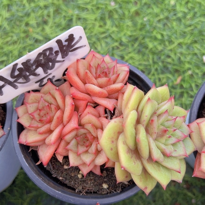 健健康康平平安安