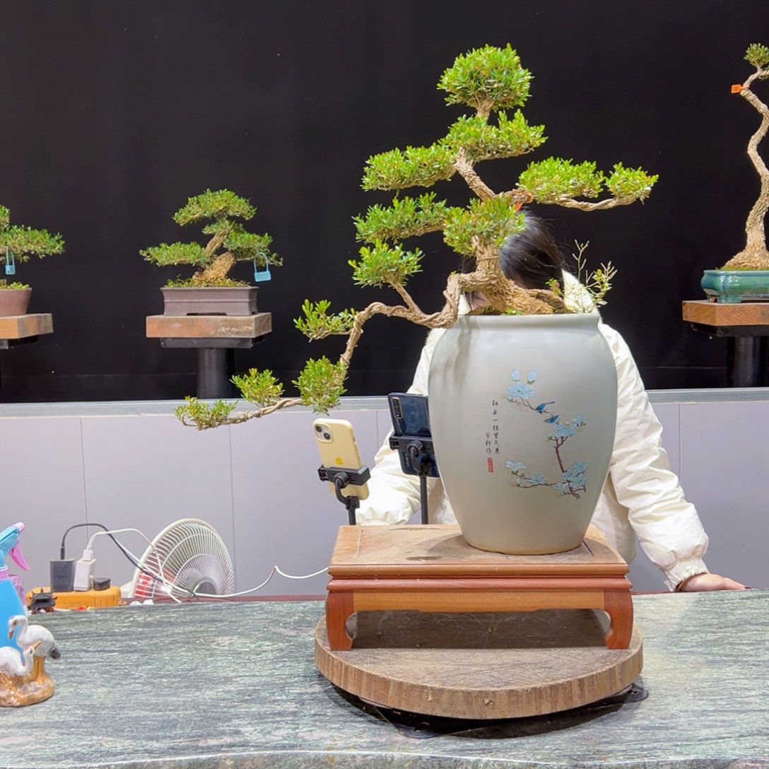 绿植黄杨盆景盆景