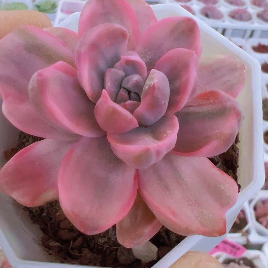 彩虹糖锦19包邮多肉