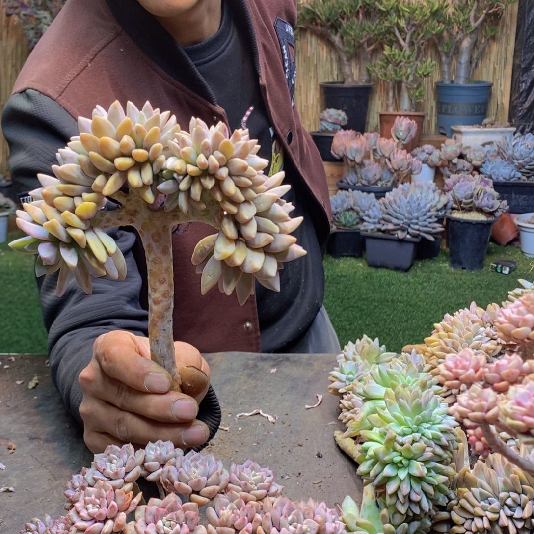 不*徐A36号淡雪缀多肉