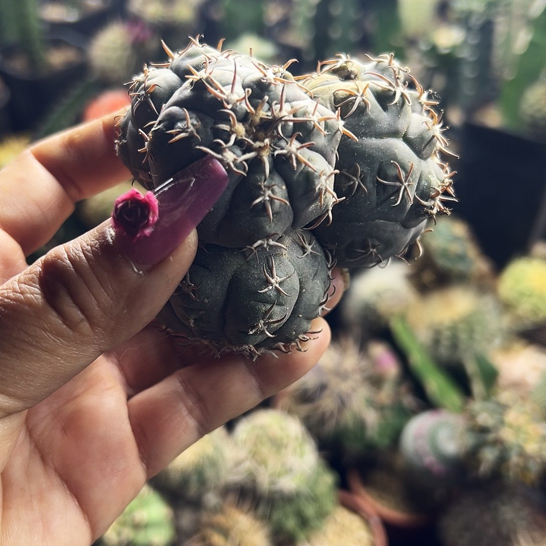 猫爪仙人球11111111