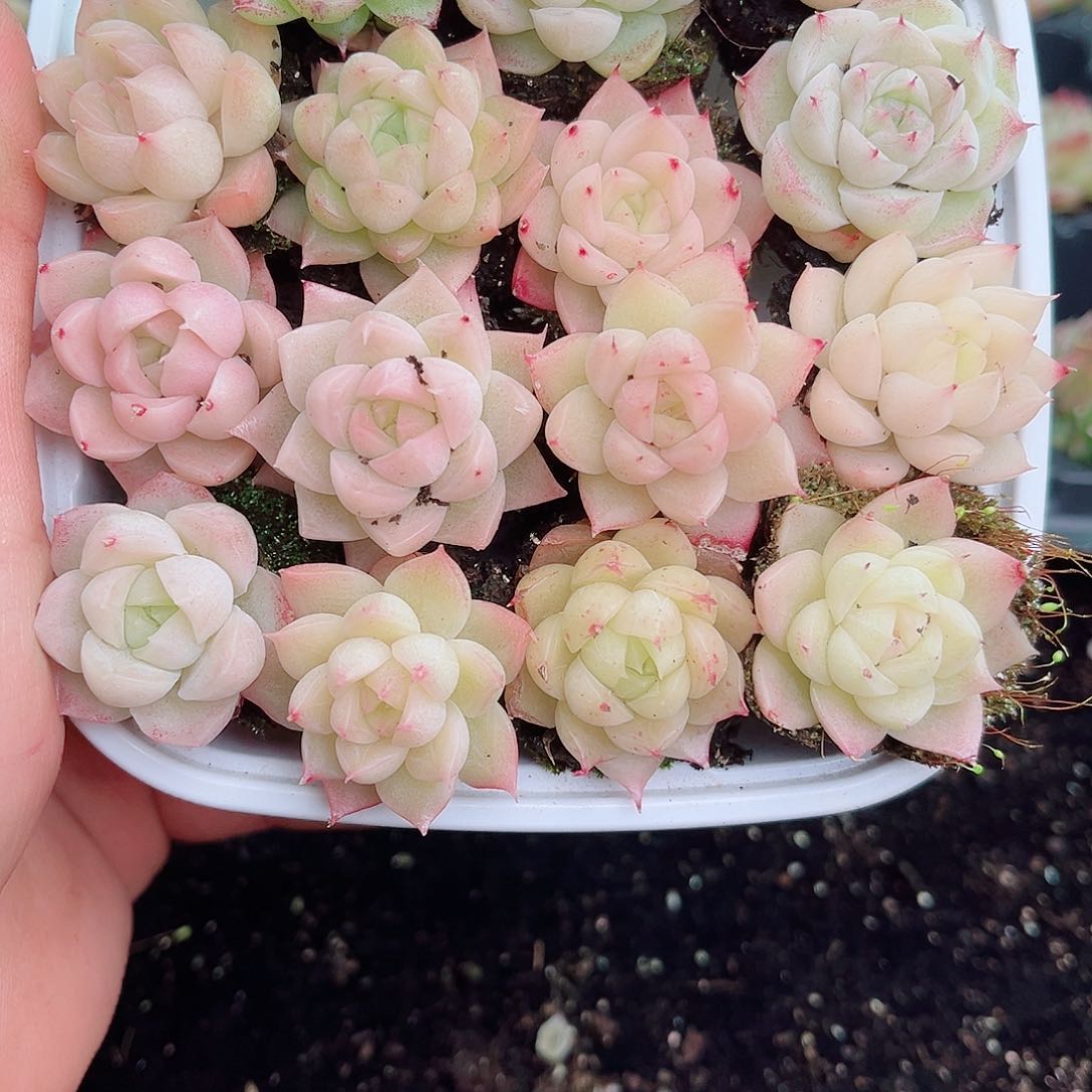 1-110 新疆西藏内蒙不发12.8包邮2-3公分多肉