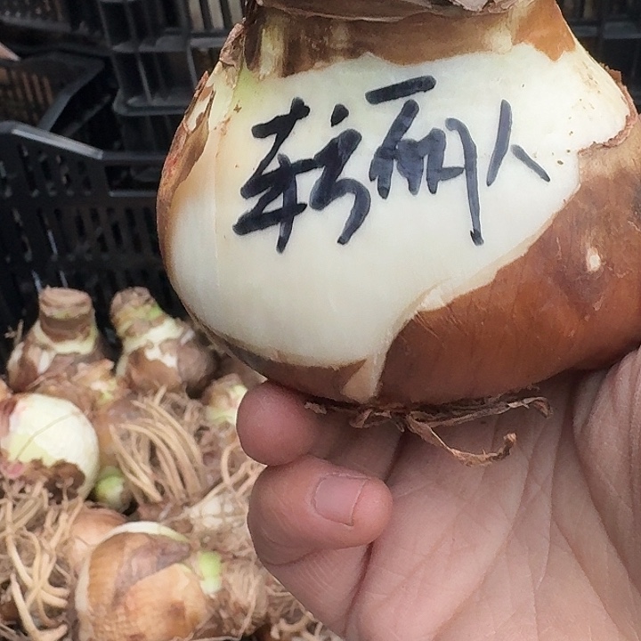 无花朵东方丽人朱顶红直径8cm