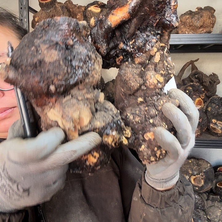 阿***3香榧木火琉璃的故事是一个