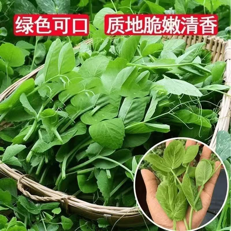 豌豆尖蔬菜种子好吃