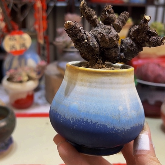景德镇陶瓷研究所