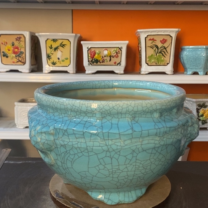 红陶用****7花盆里的小猫咪