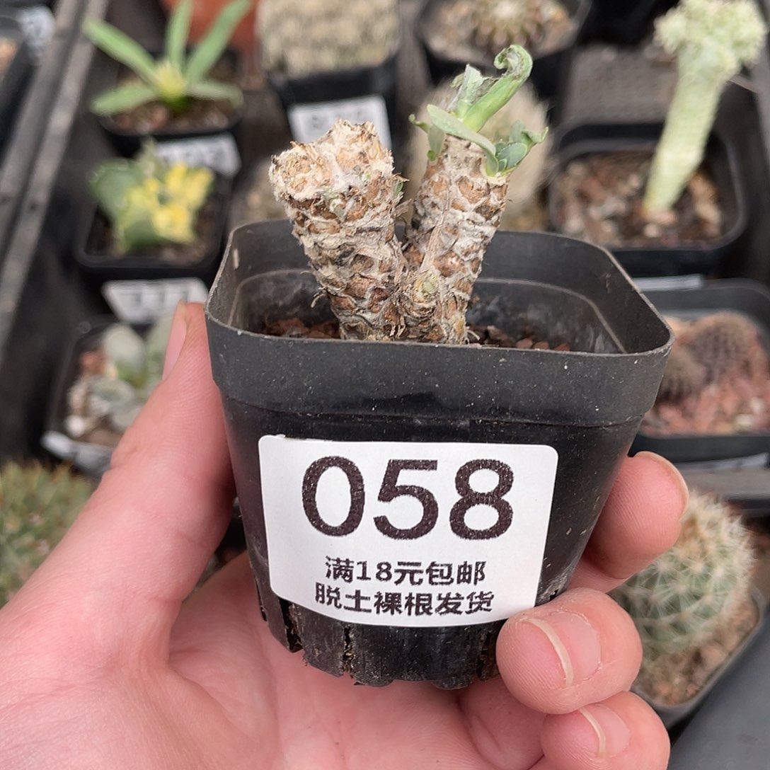 58刨花厚盾菊（满18包邮）