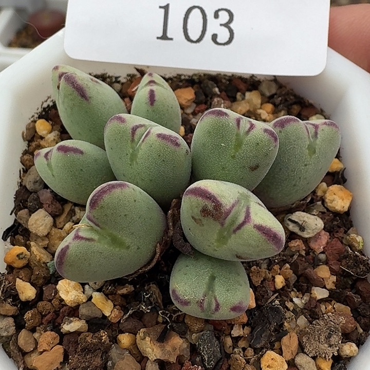 103 沙文力亚肉锥。  