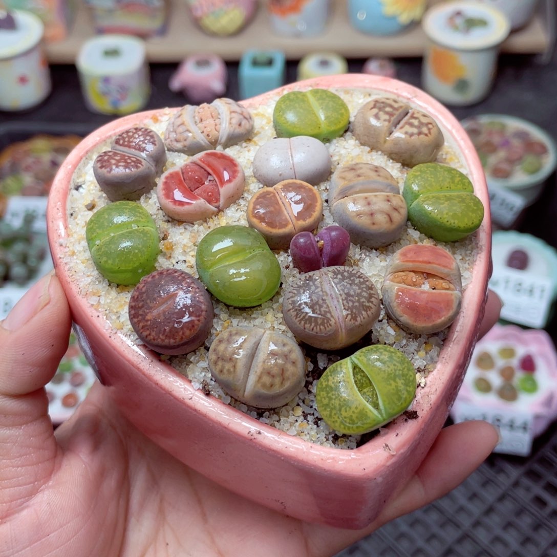 w1848 带盆土发货-零下地区拍保温箱