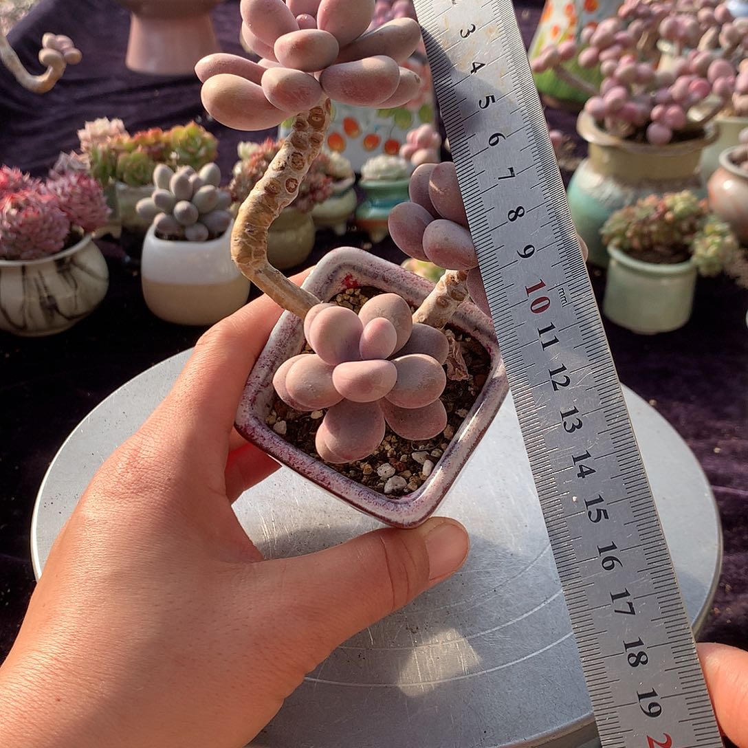 1号带盆偏远地区不包邮的