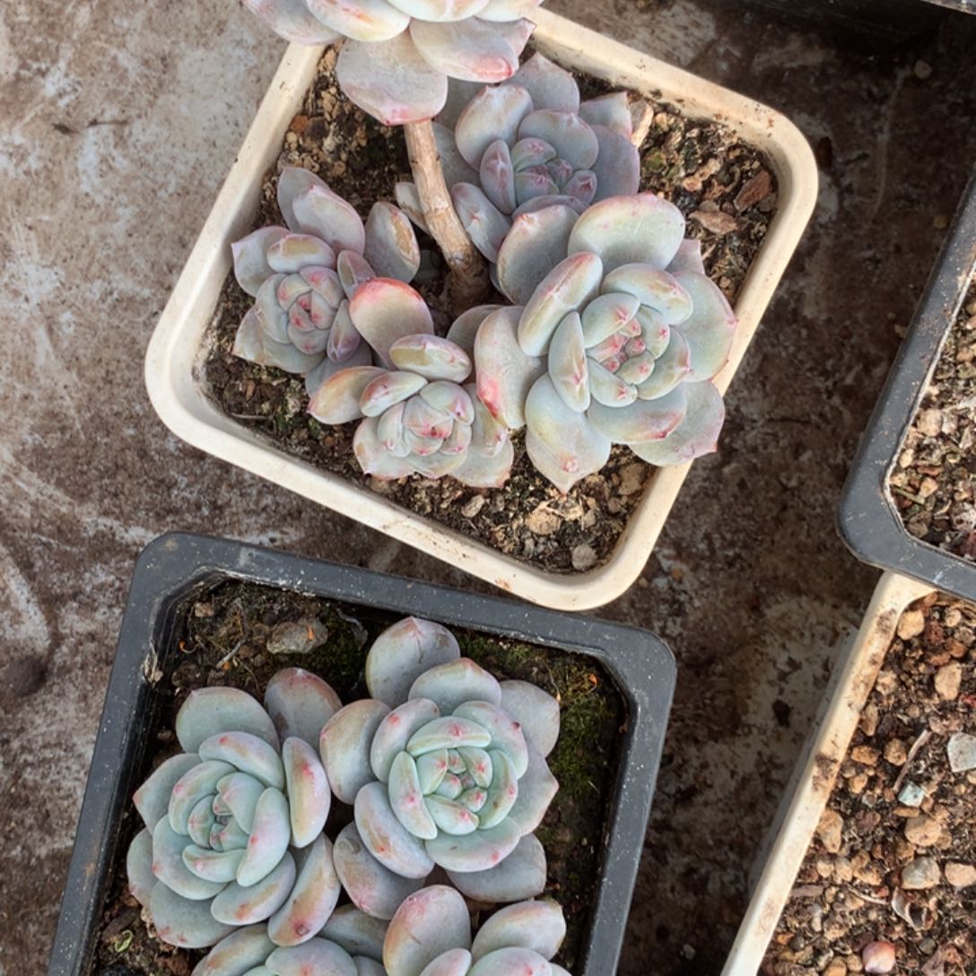 无花朵哈哈哈哈哈哈哈哈3