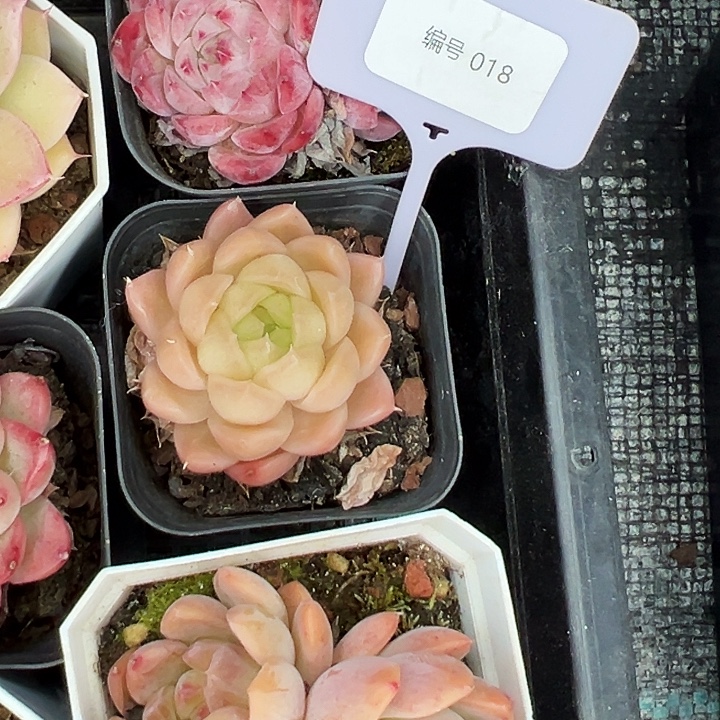 ᶻ****糖心    018号    