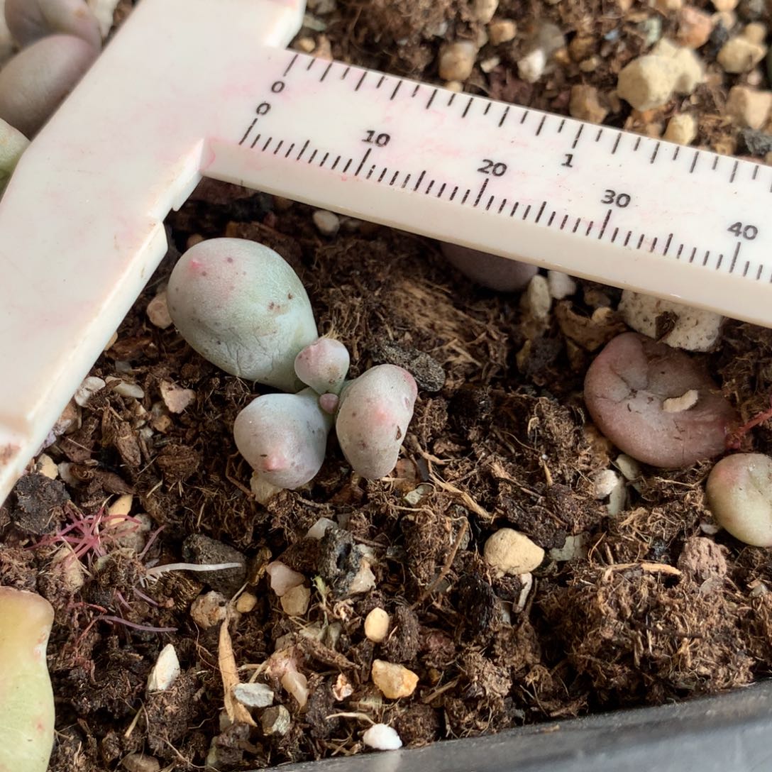 米可奶不满28发一片叶，到付