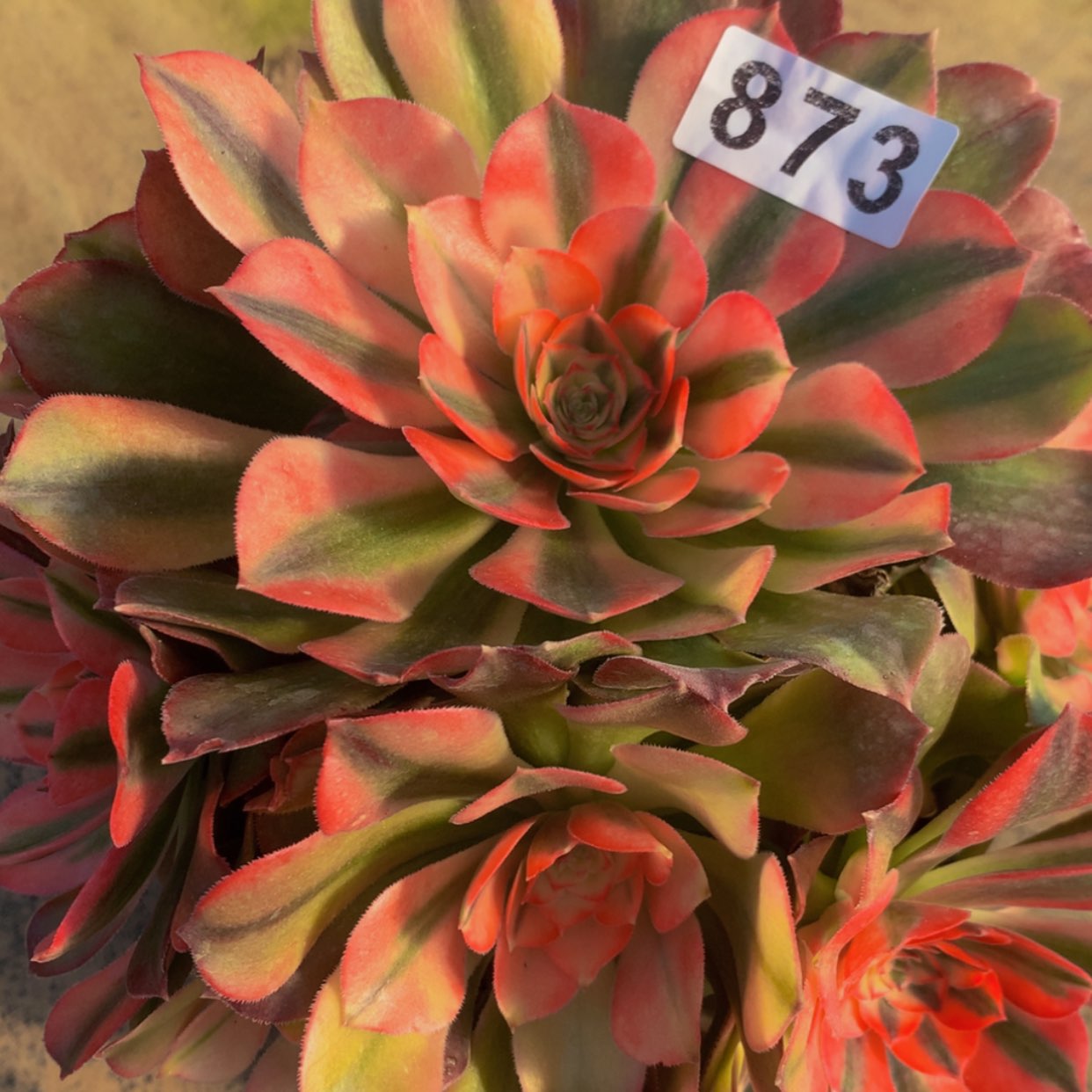 【闪购商品】873红秀多肉