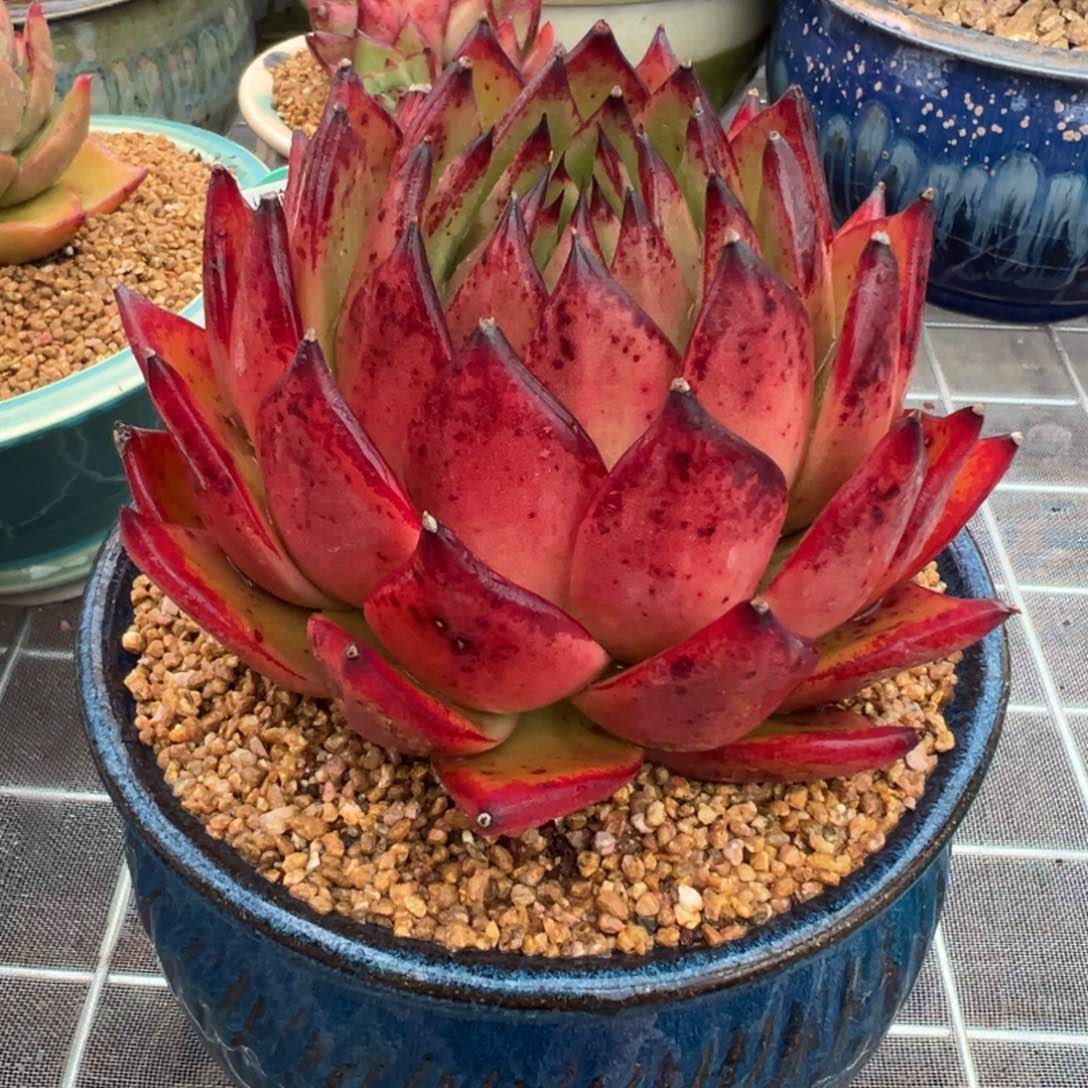 从前慢多肉精选编号0207.34